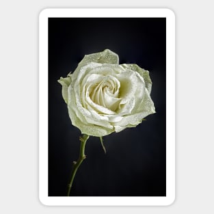 Single White Rose with Raindrops and Black Background Sticker